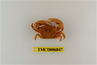 藏品(平背蜞)的圖片